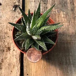 Zebra Plant (Haworthia Fasciata) Live Succulent - Indoor Potted Houseplant - Image 5