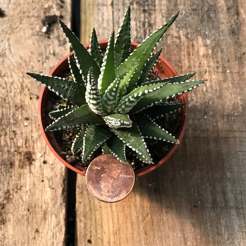 Zebra Plant (Haworthia Fasciata) Live Succulent - Indoor Potted Houseplant - Image 5