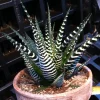 Zebra Plant (Haworthia Fasciata) Live Succulent - Indoor Potted Houseplant - Image 1
