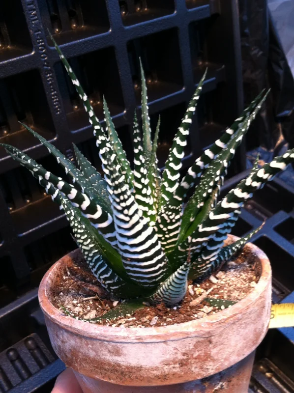 Zebra Plant (Haworthia Fasciata) Live Succulent - Indoor Potted Houseplant - Image 1