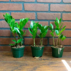 ZZ Plant Live Houseplant – Zamioculcas Zamiifolia – 4 inch Potted Indoor Plant - Image 2