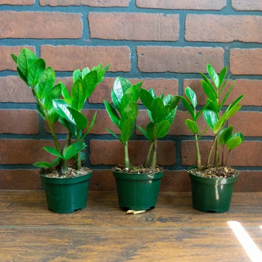 ZZ Plant Live Houseplant – Zamioculcas Zamiifolia – 4 inch Potted Indoor Plant - Image 2