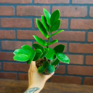 ZZ Plant Live Houseplant – Zamioculcas Zamiifolia – 4 inch Potted Indoor Plant - Image 3