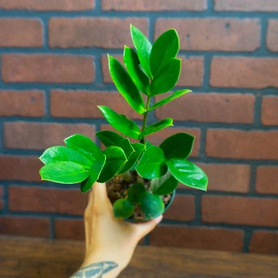 ZZ Plant Live Houseplant – Zamioculcas Zamiifolia – 4 inch Potted Indoor Plant - Image 3
