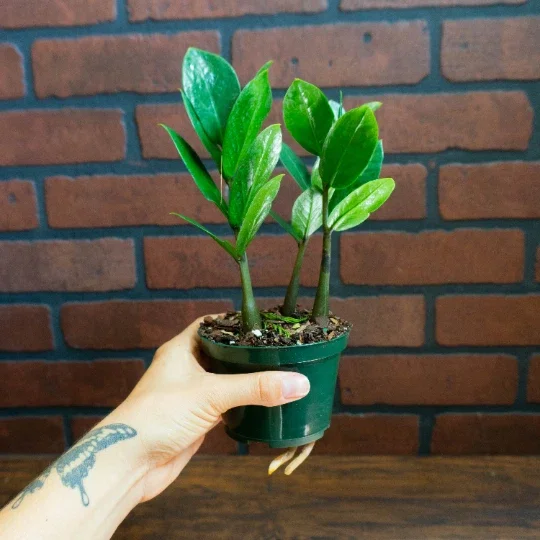 ZZ Plant Live Houseplant – Zamioculcas Zamiifolia – 4 inch Potted Indoor Plant - Image 4