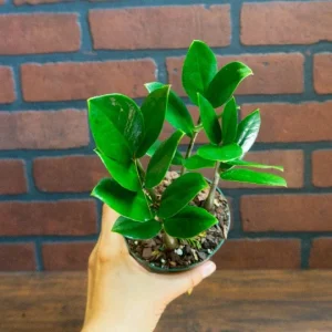 ZZ Plant Live Houseplant – Zamioculcas Zamiifolia – 4 inch Potted Indoor Plant - Image 5