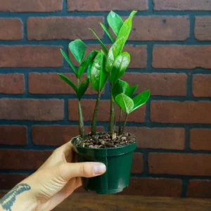 ZZ Plant Live Houseplant – Zamioculcas Zamiifolia – 4 inch Potted Indoor Plant - Image 6