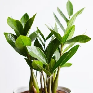 ZZ Plant Live Houseplant – Zamioculcas Zamiifolia – 4 inch Potted Indoor Plant - Image 7