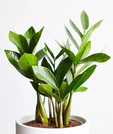 ZZ Plant Live Houseplant – Zamioculcas Zamiifolia – 4 inch Potted Indoor Plant - Image 7