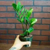 ZZ Plant Live Houseplant – Zamioculcas Zamiifolia – 4 inch Potted Indoor Plant - Image 1