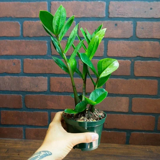 ZZ Plant Live Houseplant – Zamioculcas Zamiifolia – 4 inch Potted Indoor Plant - Image 1