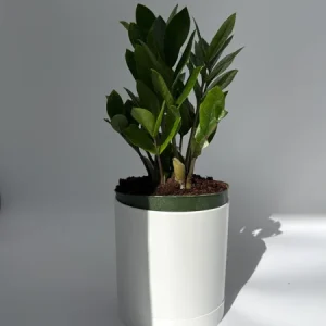 ZZ Plant Live Plant 6 inch Pot - Low Light Easy Care Houseplant Indoor - Image 2