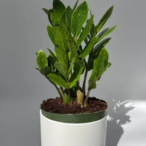 ZZ Plant Live Plant 6 inch Pot - Low Light Easy Care Houseplant Indoor - Image 3