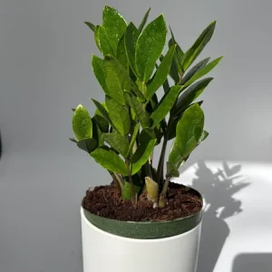 ZZ Plant Live Plant 6 inch Pot - Low Light Easy Care Houseplant Indoor - Image 4