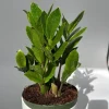 ZZ Plant Live Plant 6 inch Pot - Low Light Easy Care Houseplant Indoor - Image 1