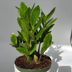 ZZ Plant Live Plant 6 inch Pot - Low Light Easy Care Houseplant Indoor - Image 1