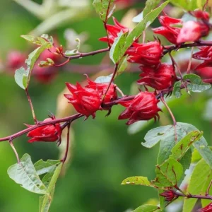 2 Roselle Hibiscus Live Plants 4-6 Inch Tall in 4 Inch Pots – Jamaican Sorrel Seedlings for Outdoor Garden - Image 2