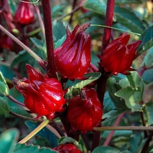2 Roselle Hibiscus Live Plants 4-6 Inch Tall in 4 Inch Pots – Jamaican Sorrel Seedlings for Outdoor Garden - Image 3