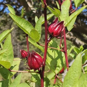 2 Roselle Hibiscus Live Plants 4-6 Inch Tall in 4 Inch Pots – Jamaican Sorrel Seedlings for Outdoor Garden - Image 4