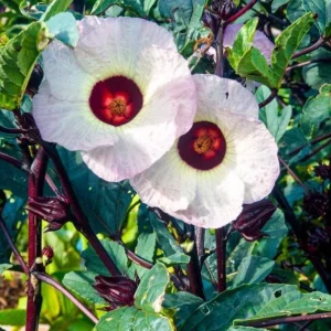 2 Roselle Hibiscus Live Plants 4-6 Inch Tall in 4 Inch Pots – Jamaican Sorrel Seedlings for Outdoor Garden - Image 5
