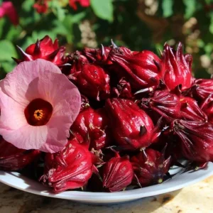 2 Roselle Hibiscus Live Plants 4-6 Inch Tall in 4 Inch Pots – Jamaican Sorrel Seedlings for Outdoor Garden - Image 6