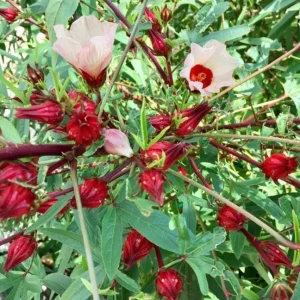 2 Roselle Hibiscus Live Plants 4-6 Inch Tall in 4 Inch Pots – Jamaican Sorrel Seedlings for Outdoor Garden - Image 7