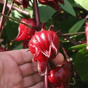 2 Roselle Hibiscus Live Plants 4-6 Inch Tall in 4 Inch Pots – Jamaican Sorrel Seedlings for Outdoor Garden - Image 8