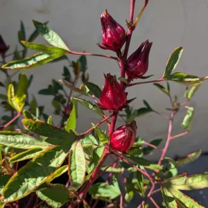2 Roselle Hibiscus Live Plants 4-6 Inch Tall in 4 Inch Pots – Jamaican Sorrel Seedlings for Outdoor Garden - Image 9
