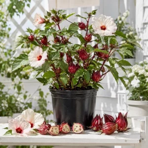 2 Roselle Hibiscus Live Plants 4-6 Inch Tall in 4 Inch Pots – Jamaican Sorrel Seedlings for Outdoor Garden - Image 1