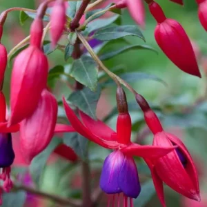 Blue Eyed Fuchsia Live Plant, 5 Inch Pot, 5-7 Inches Tall, Pink Purple Flowers, Patio Shade - Image 10