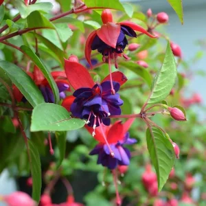 Blue Eyed Fuchsia Live Plant, 5 Inch Pot, 5-7 Inches Tall, Pink Purple Flowers, Patio Shade - Image 2