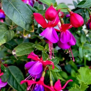 Blue Eyed Fuchsia Live Plant, 5 Inch Pot, 5-7 Inches Tall, Pink Purple Flowers, Patio Shade - Image 3
