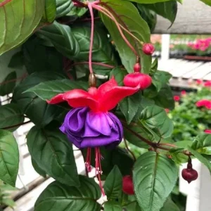 Blue Eyed Fuchsia Live Plant, 5 Inch Pot, 5-7 Inches Tall, Pink Purple Flowers, Patio Shade - Image 4