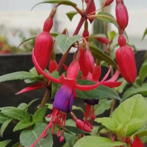 Blue Eyed Fuchsia Live Plant, 5 Inch Pot, 5-7 Inches Tall, Pink Purple Flowers, Patio Shade - Image 5