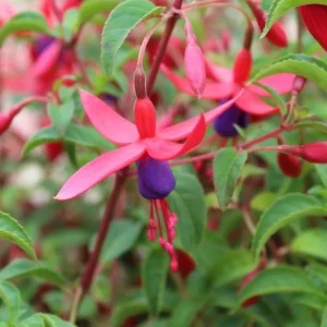 Blue Eyed Fuchsia Live Plant, 5 Inch Pot, 5-7 Inches Tall, Pink Purple Flowers, Patio Shade - Image 6