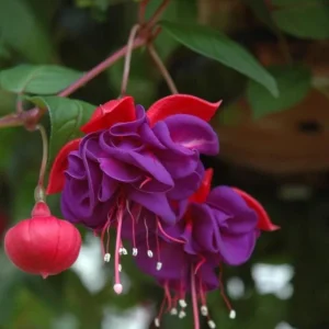 Blue Eyed Fuchsia Live Plant, 5 Inch Pot, 5-7 Inches Tall, Pink Purple Flowers, Patio Shade - Image 7