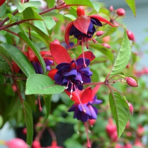 Blue Eyed Fuchsia Live Plant, 5 Inch Pot, 5-7 Inches Tall, Pink Purple Flowers, Patio Shade - Image 8