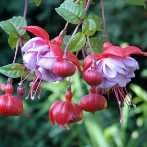 Blue Eyed Fuchsia Live Plant, 5 Inch Pot, 5-7 Inches Tall, Pink Purple Flowers, Patio Shade - Image 9