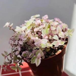 Callisia Turtle Vine Live Plant, Pink & Green Trailing Houseplant, 5-8 Inch Tall, 4 Inch Pot - Image 4