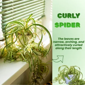 Curly Spider Plant Live - Chlorophytum Comosum Houseplant 4-6 Inch, 2 Inch Pot - Image 2