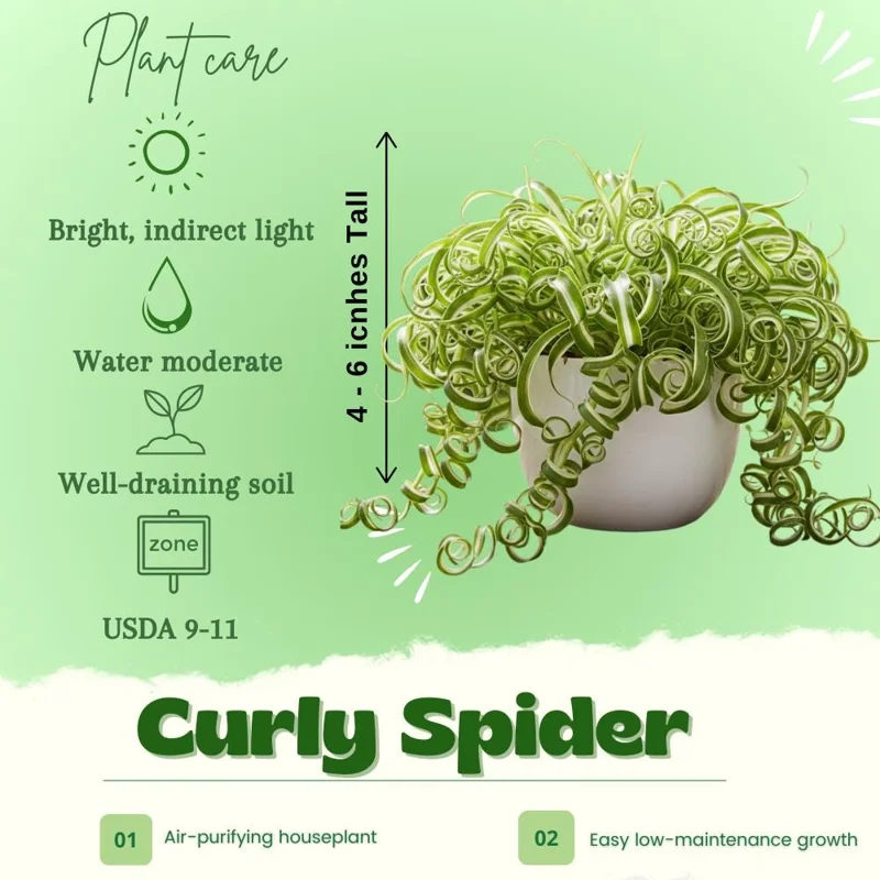 Curly Spider Plant Live - Chlorophytum Comosum Houseplant 4-6 Inch, 2 Inch Pot - Image 3