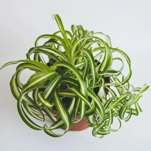 Curly Spider Plant Live - Chlorophytum Comosum Houseplant 4-6 Inch, 2 Inch Pot - Image 4