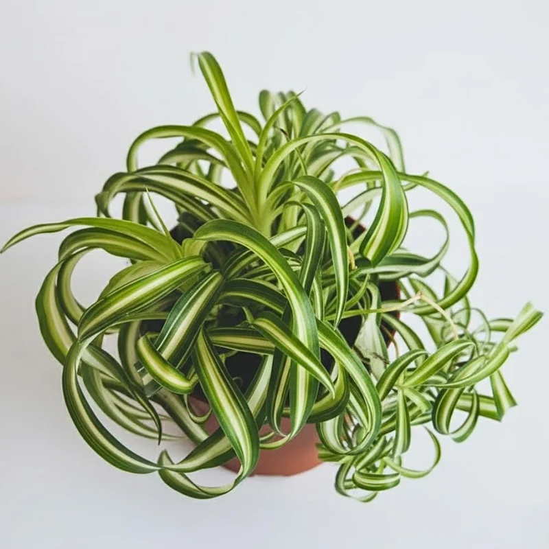 Curly Spider Plant Live - Chlorophytum Comosum Houseplant 4-6 Inch, 2 Inch Pot - Image 4