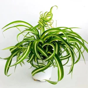 Curly Spider Plant Live - Chlorophytum Comosum Houseplant 4-6 Inch, 2 Inch Pot - Image 5