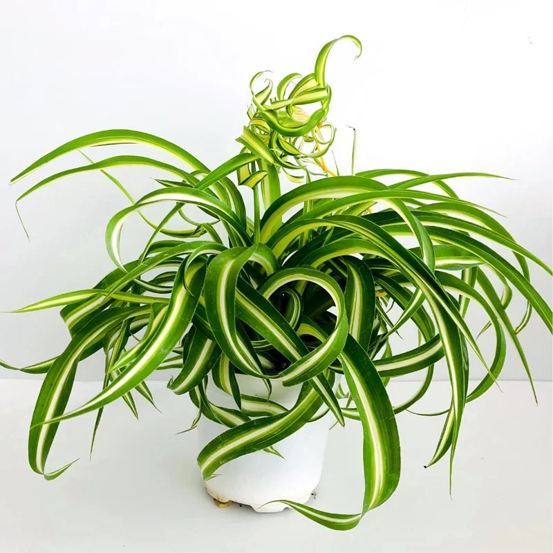 Curly Spider Plant Live - Chlorophytum Comosum Houseplant 4-6 Inch, 2 Inch Pot - Image 5