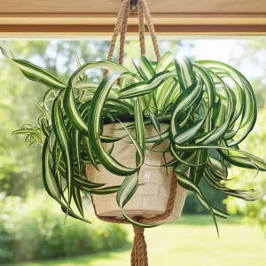 Curly Spider Plant Live - Chlorophytum Comosum Houseplant 4-6 Inch, 2 Inch Pot - Image 6