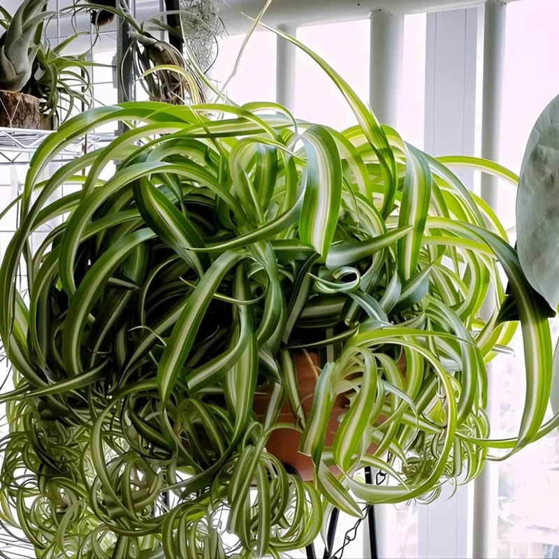 Curly Spider Plant Live - Chlorophytum Comosum Houseplant 4-6 Inch, 2 Inch Pot - Image 7