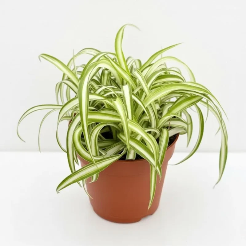 Curly Spider Plant Live - Chlorophytum Comosum Houseplant 4-6 Inch, 2 Inch Pot - Image 8
