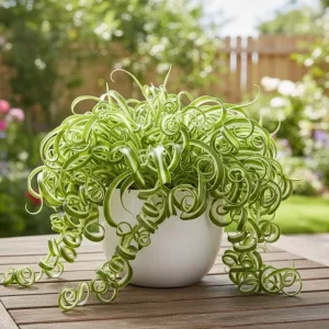 Curly Spider Plant Live - Chlorophytum Comosum Houseplant 4-6 Inch, 2 Inch Pot - Image 1