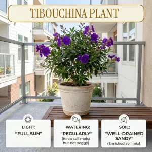 Dwarf Purple Tibouchina Live Plant 4-6 Inch Tall, Compact Flowering Shrub, 4 Inch Pot, Indoor Outdoor - Image 2